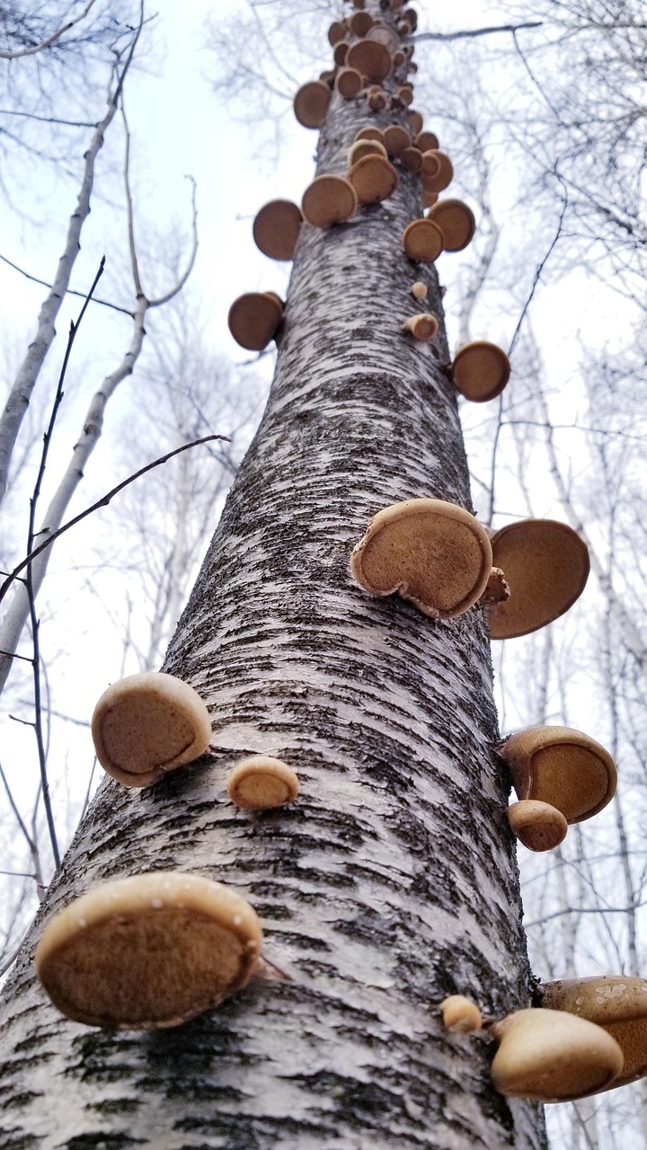 Birch tree and biodiversity