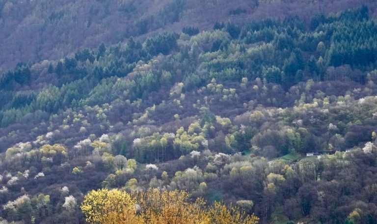 New Publication features Integrate Network – Forest Management in an Uncertain Future: The Role of Tree Diversity