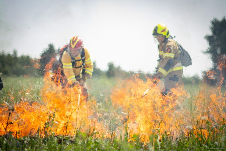 Two firefighters in protective gear work amid active flames during a controlled grassland burn. Bright orange fire spreads across dry vegetation in the foreground, while the firefighters use hand tools to manage the fire line. Smoke rises into the air, partially obscuring a grassy landscape and trees in the background.