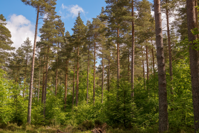 Practical Tree Marking for Continuous Cover Forestry (CCF) in Scotland