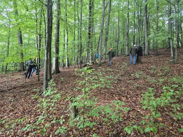 Lidar-Scan als Grundlage für Marteloskopflächen – eine Bachelorarbeit und viele glückliche Nutzer